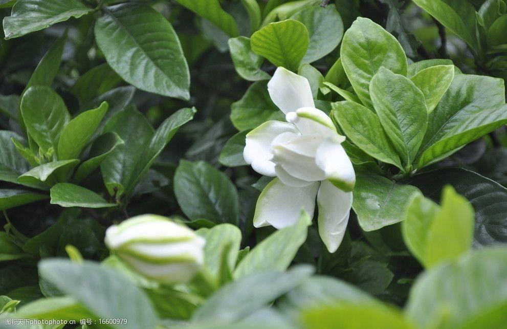 栀子花诗词名句大全（栀香雅韵凝，花艳绿丛盈）