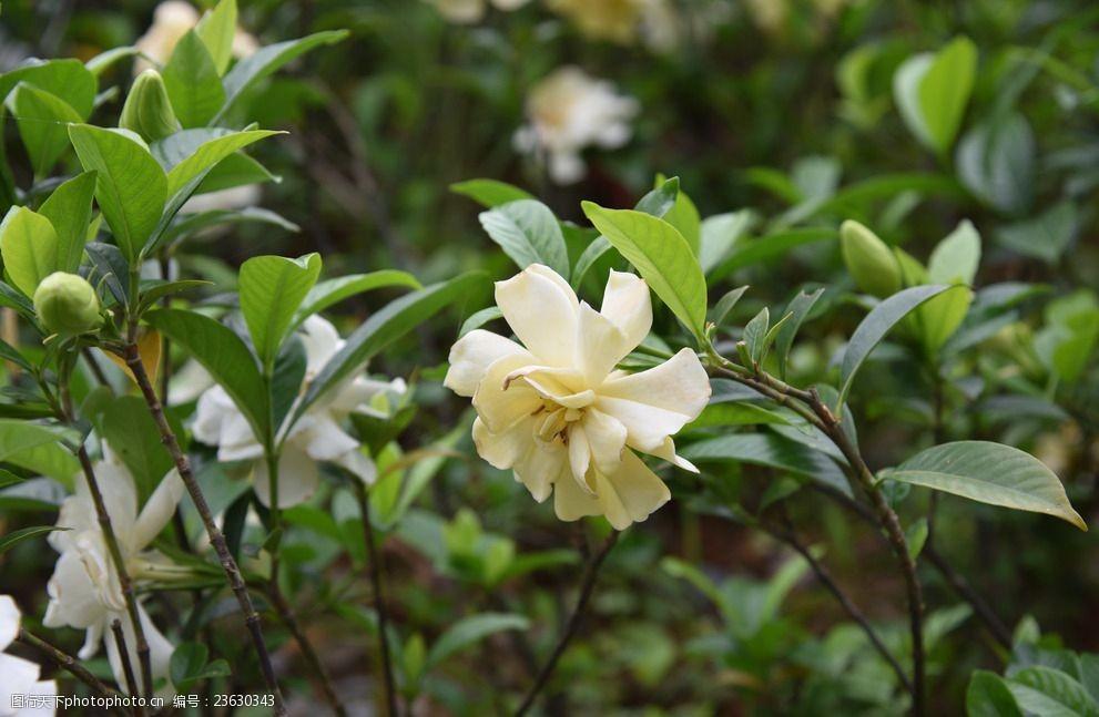 栀子花诗词名句大全（栀香雅韵凝，花艳绿丛盈）