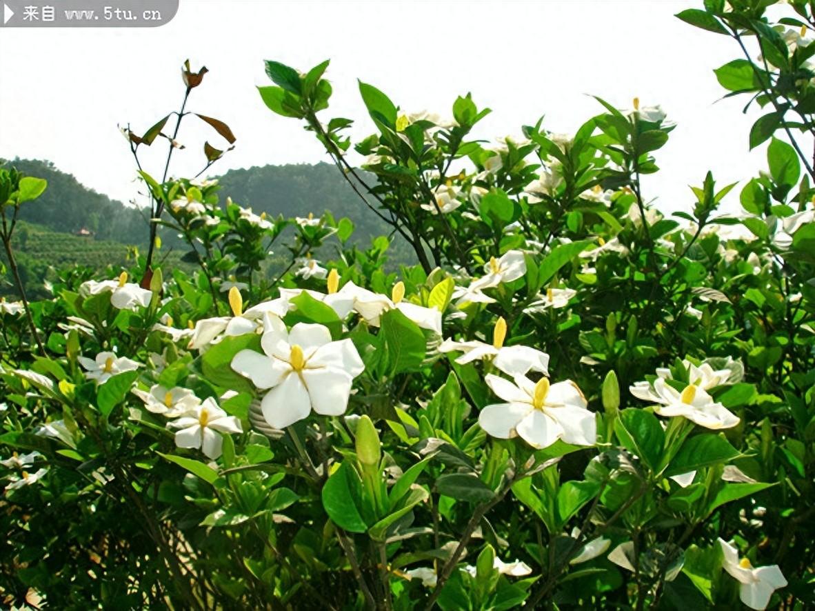 栀子花诗词名句大全（栀香雅韵凝，花艳绿丛盈）