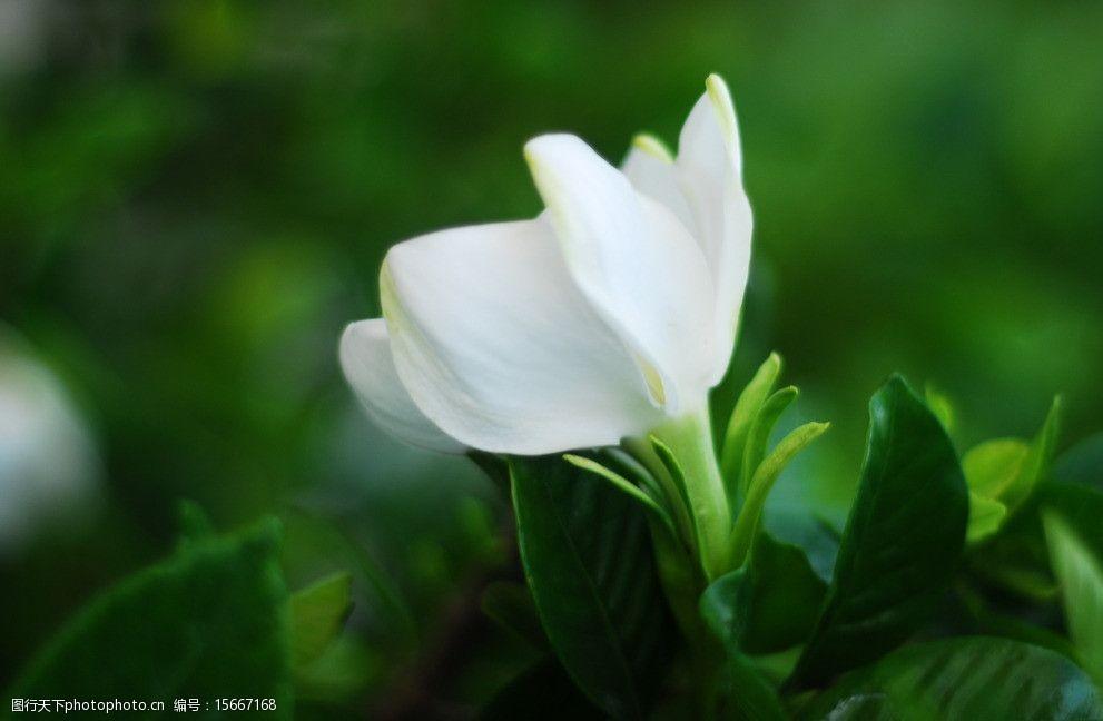 栀子花诗词名句大全（栀香雅韵凝，花艳绿丛盈）