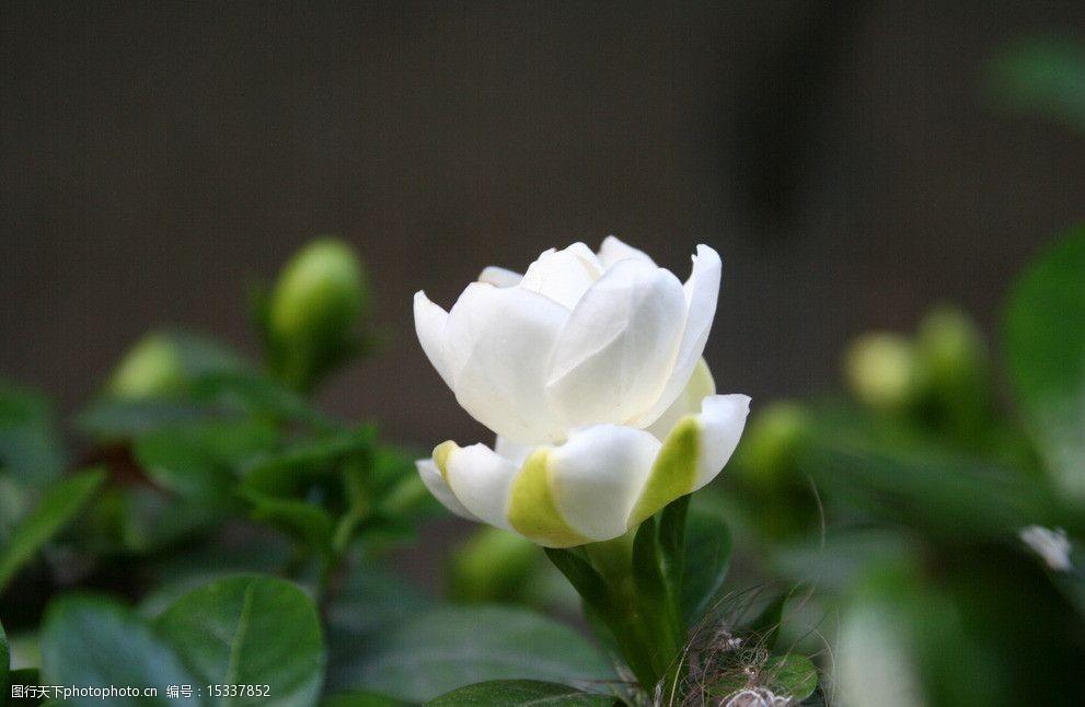 栀子花诗词名句大全（栀香雅韵凝，花艳绿丛盈）