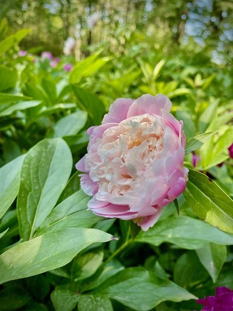 赞美芍药花的诗词名句（花美有奇葩，红颜映绿芽）