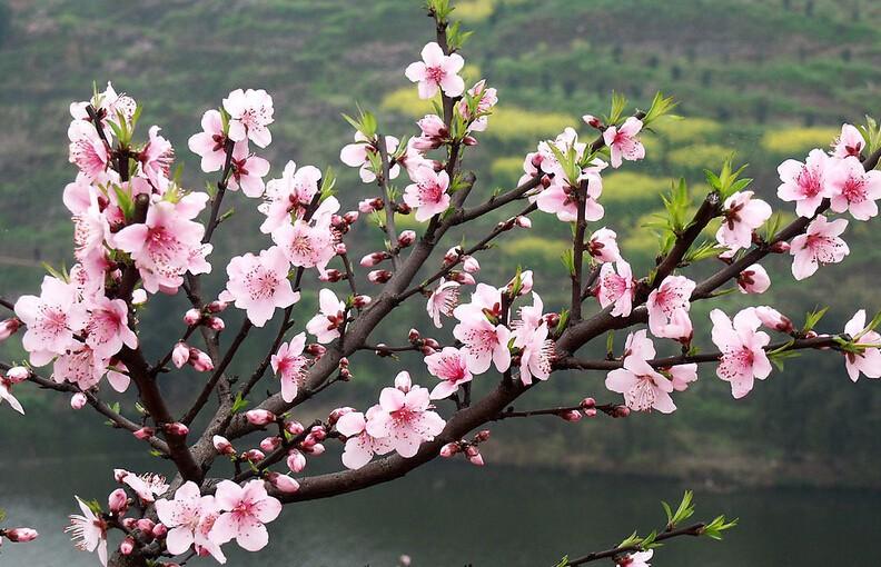 母爱如春雨，滋濡万物心（10首母爱诗词名句）