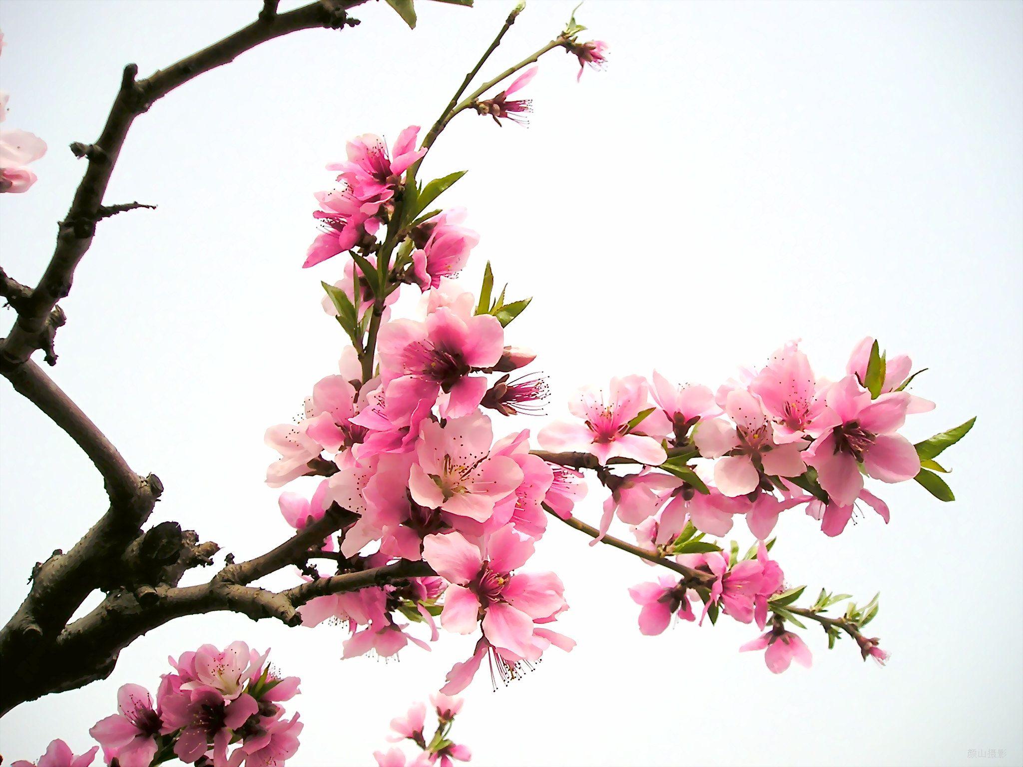 母爱如春雨，滋濡万物心（10首母爱诗词名句）