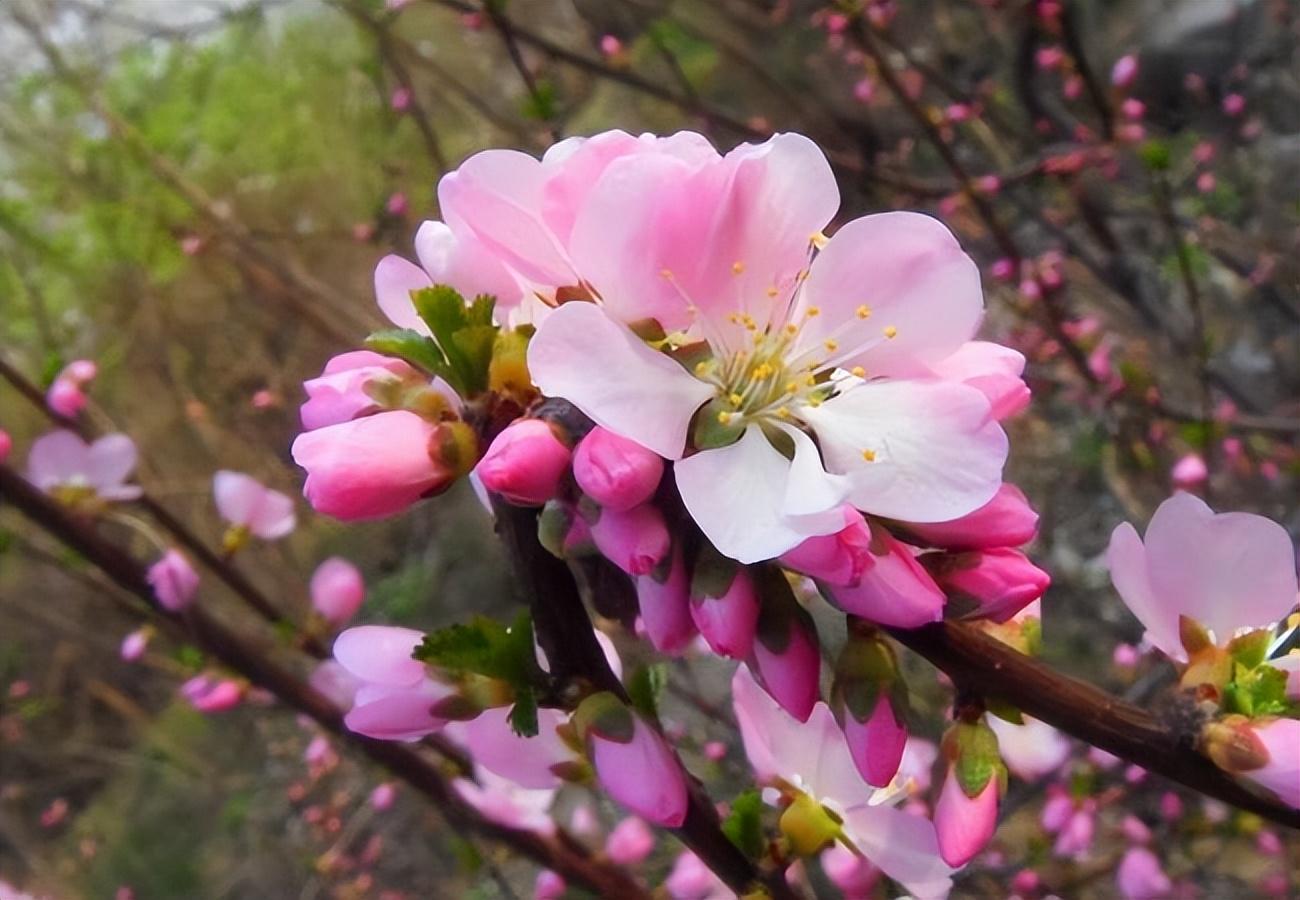 母爱如春雨，滋濡万物心（10首母爱诗词名句）