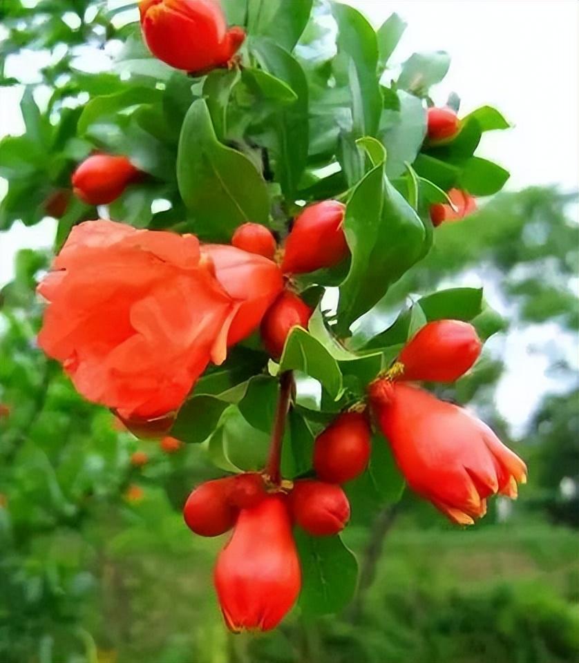 绿叶摇风舞，红花带雨开（10首榴花古诗）