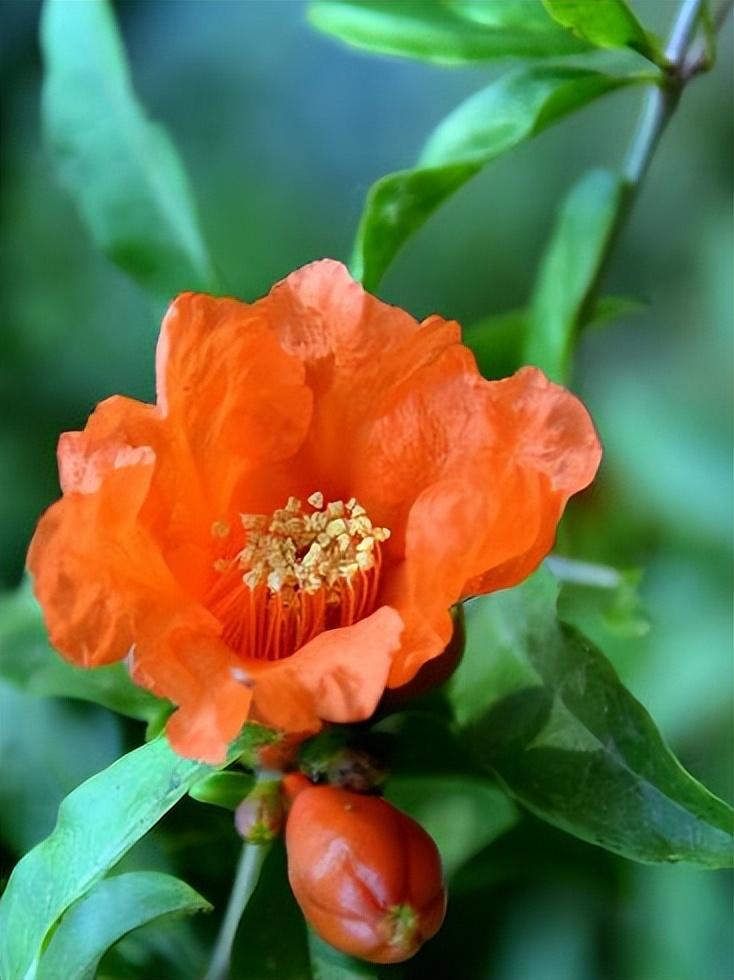 绿叶摇风舞，红花带雨开（10首榴花古诗）