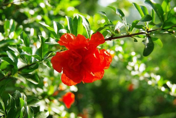 绿叶摇风舞，红花带雨开（10首榴花古诗）