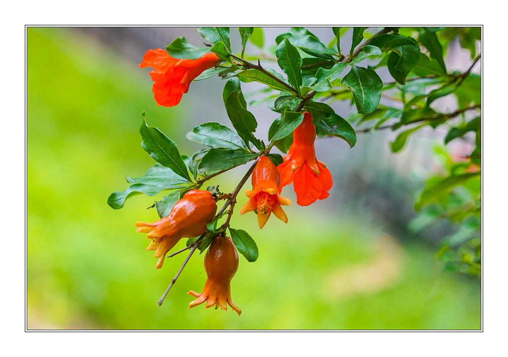 绿叶摇风舞，红花带雨开（10首榴花古诗）