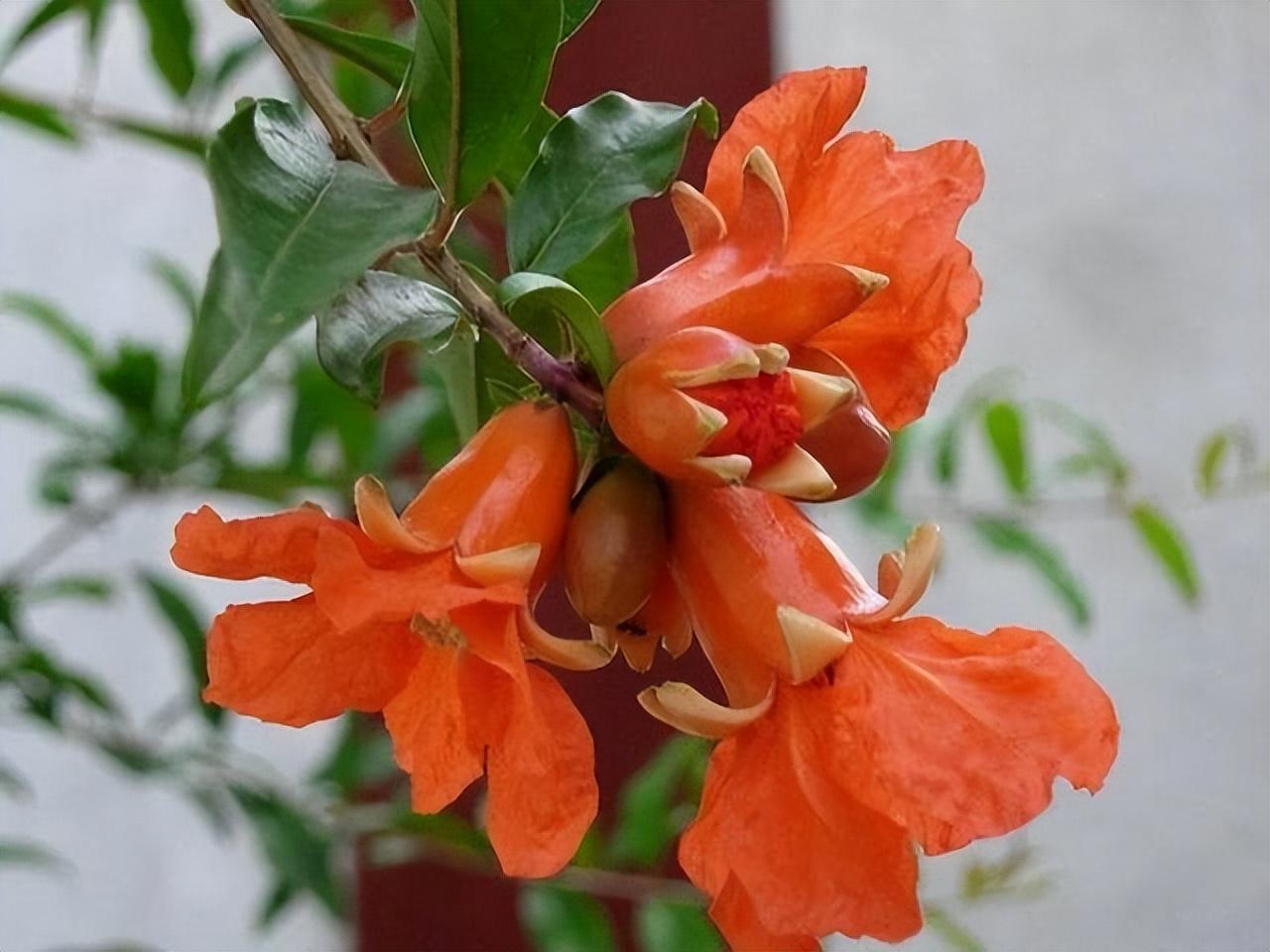 绿叶摇风舞，红花带雨开（10首榴花古诗）