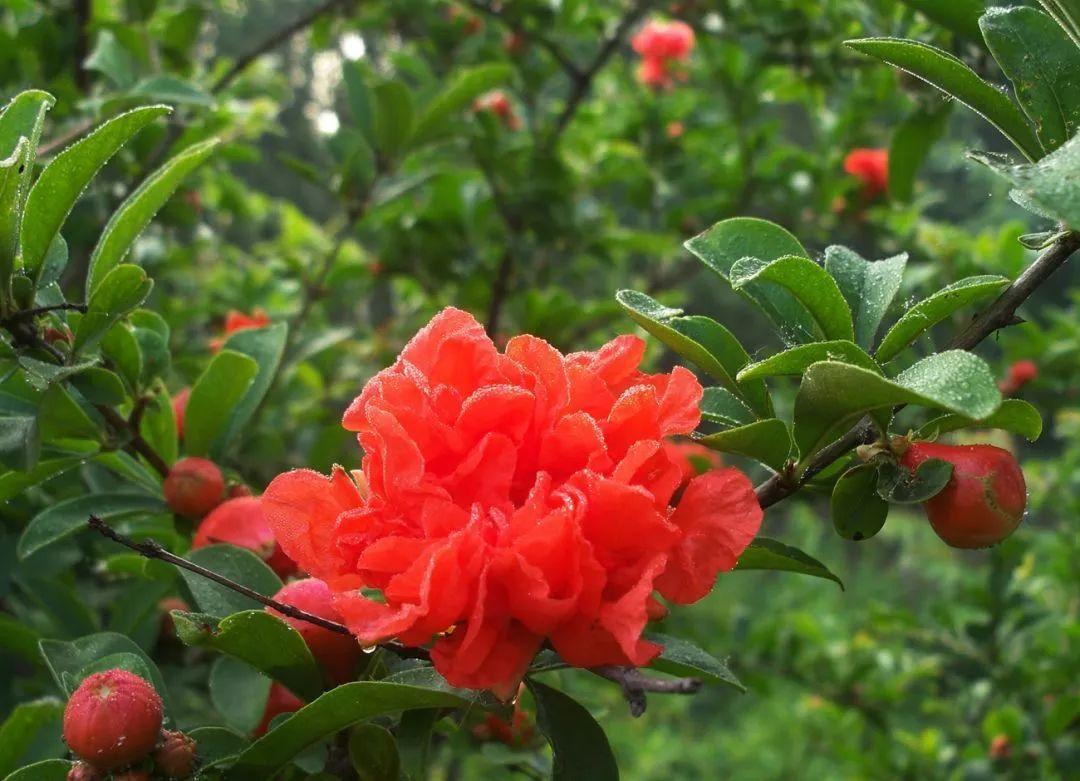 绿叶摇风舞，红花带雨开（10首榴花古诗）