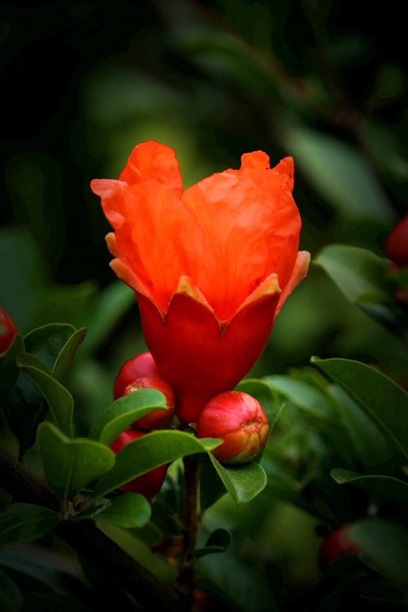 绿叶摇风舞，红花带雨开（10首榴花古诗）