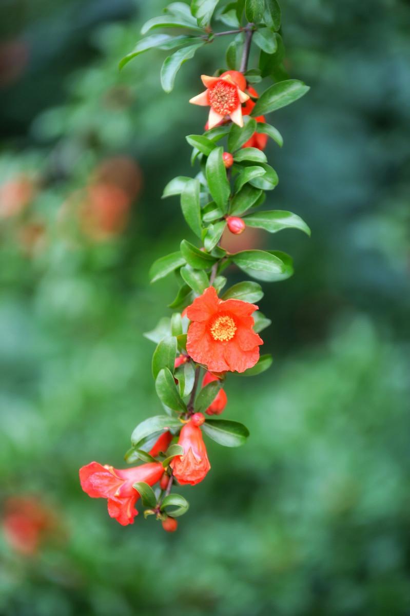 绿叶摇风舞，红花带雨开（10首榴花古诗）