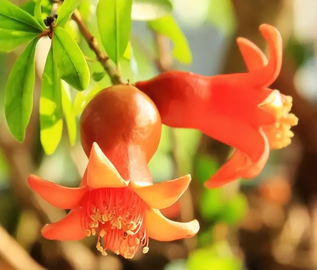 绿叶摇风舞，红花带雨开（10首榴花古诗）