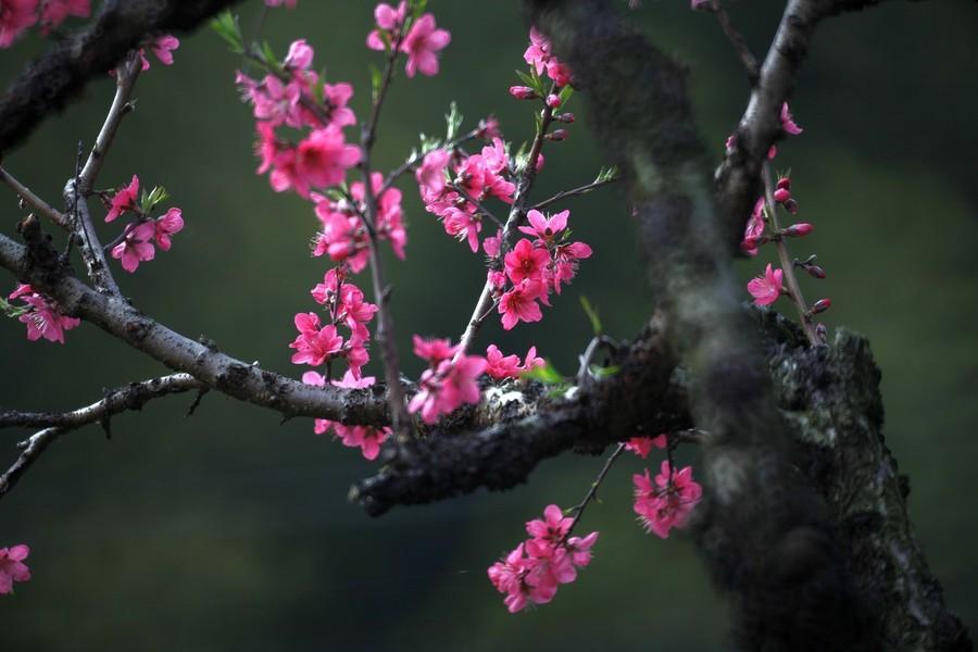 古韵满心头，妙语入画楼（10首读书经典古诗）