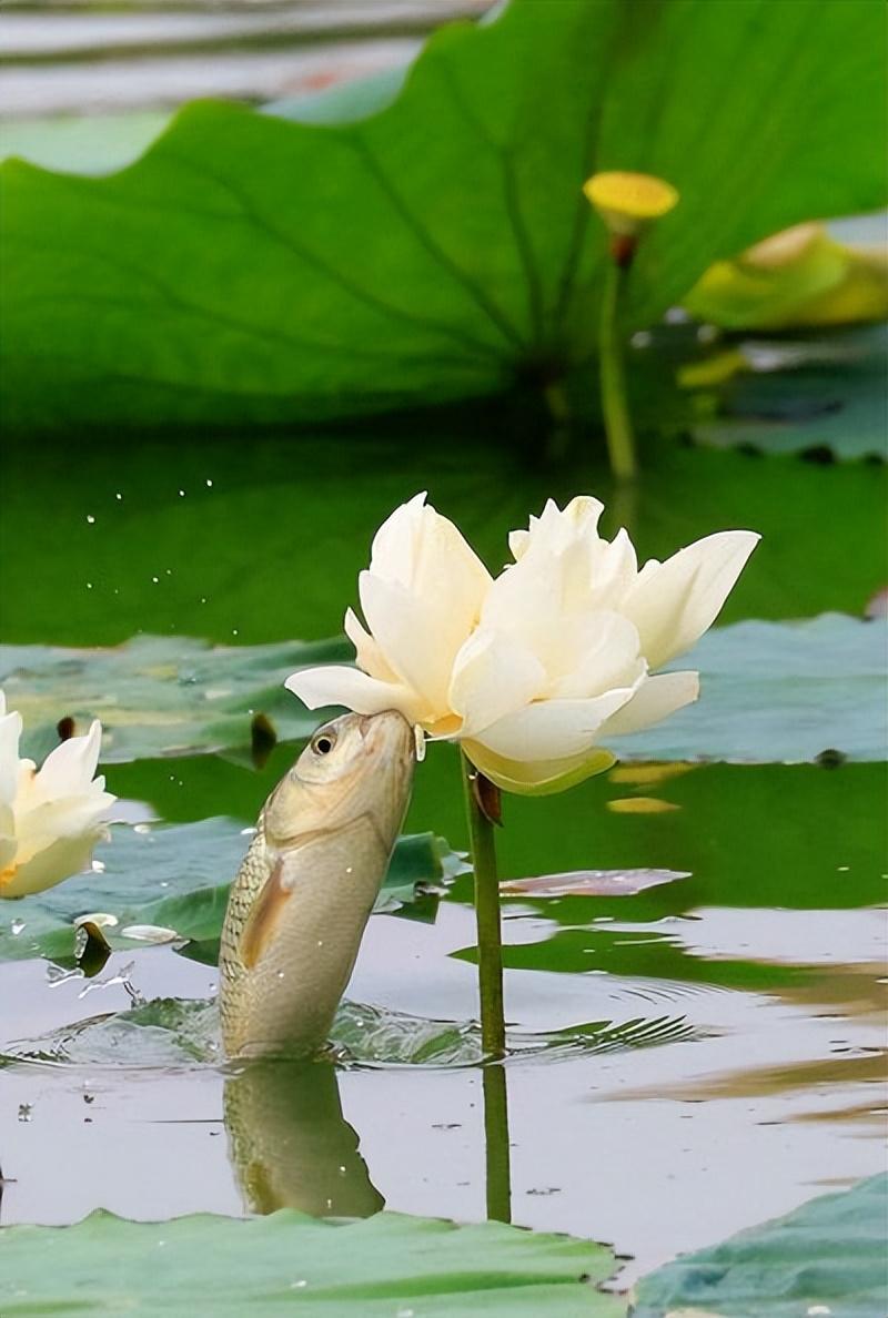 小暑诗词名句大全（风来云雾消，水起荷花摇）