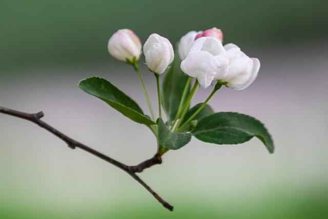 花发满园春，争妍竞艳新（10首海棠古诗句）