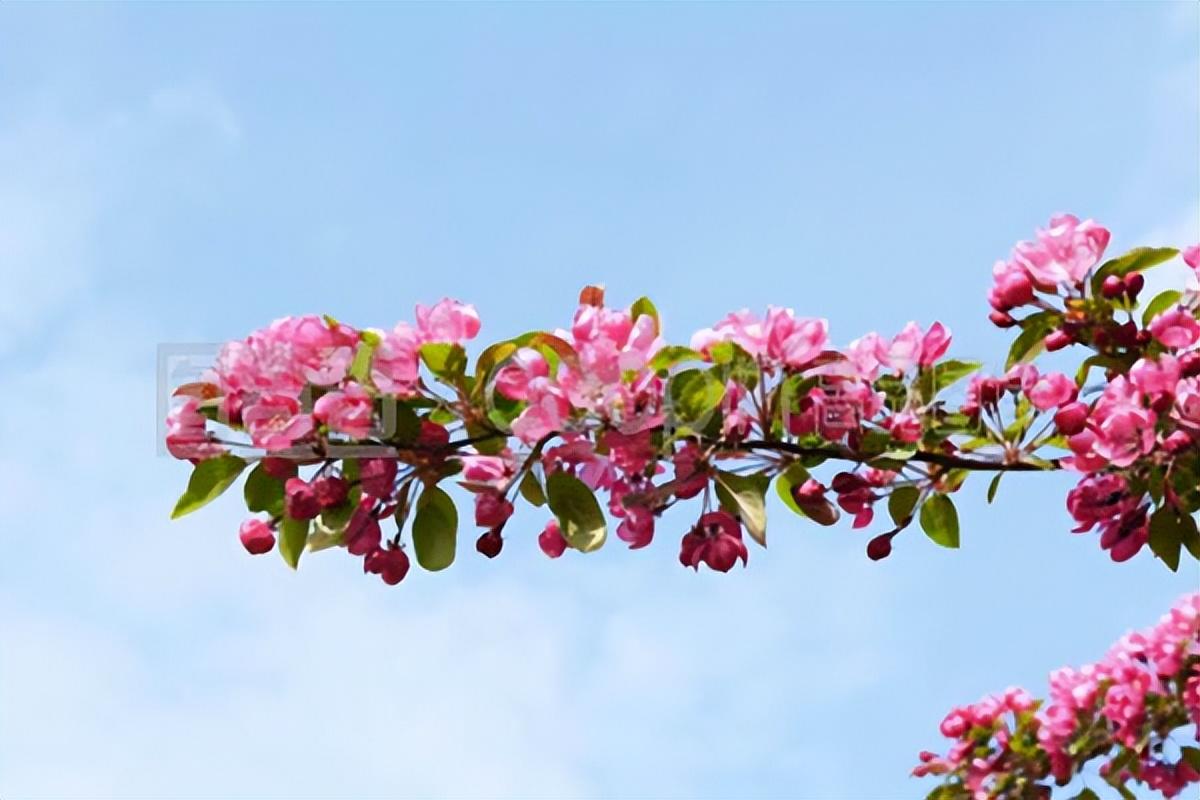 花发满园春，争妍竞艳新（10首海棠古诗句）