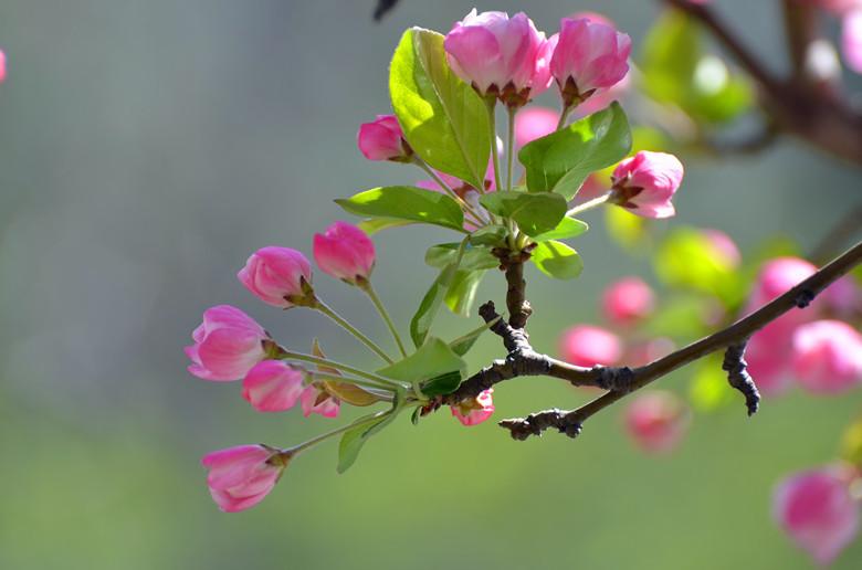 花发满园春，争妍竞艳新（10首海棠古诗句）