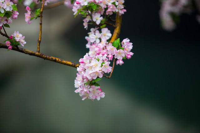 花发满园春，争妍竞艳新（10首海棠古诗句）