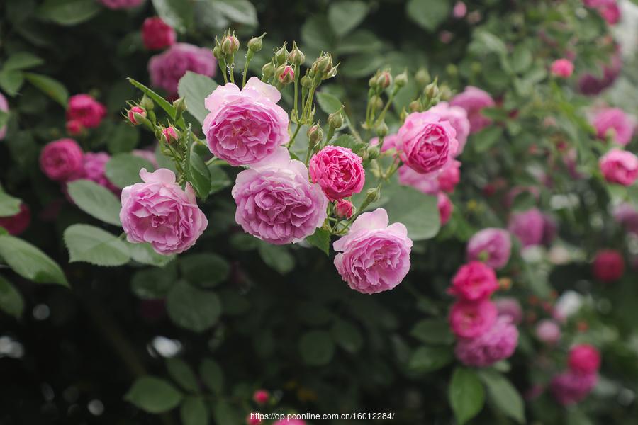 芳香碧丛吟韵里，天真雅意寄鸿踪（9首蔷薇古诗词）