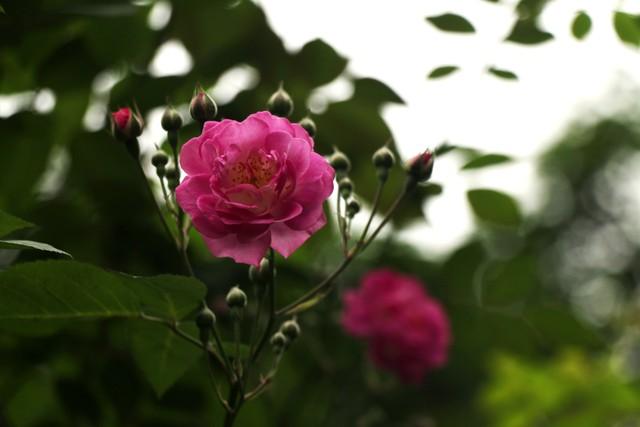 芳香碧丛吟韵里，天真雅意寄鸿踪（9首蔷薇古诗词）