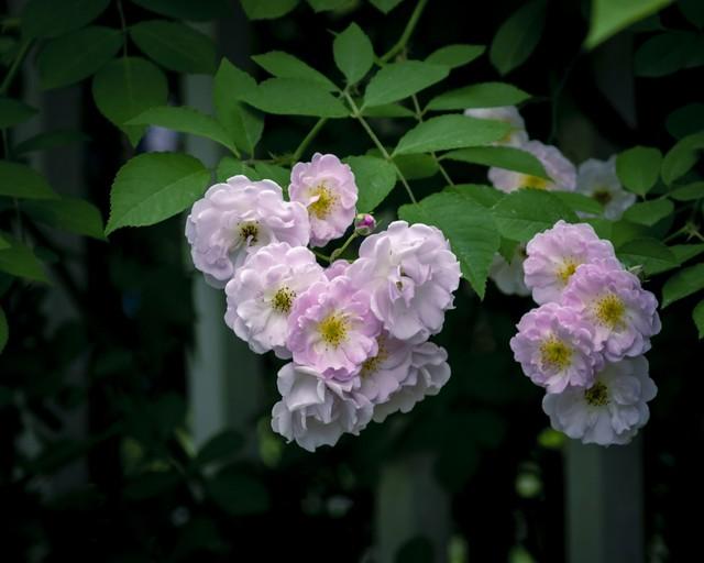 芳香碧丛吟韵里，天真雅意寄鸿踪（9首蔷薇古诗词）