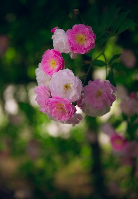 芳香碧丛吟韵里，天真雅意寄鸿踪（9首蔷薇古诗词）