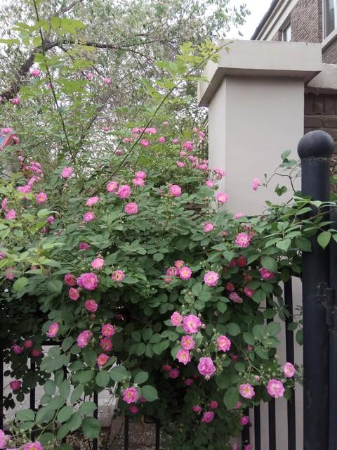 芳香碧丛吟韵里，天真雅意寄鸿踪（9首蔷薇古诗词）