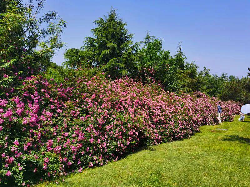 芳香碧丛吟韵里，天真雅意寄鸿踪（9首蔷薇古诗词）