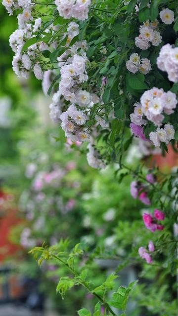 芳香碧丛吟韵里，天真雅意寄鸿踪（9首蔷薇古诗词）