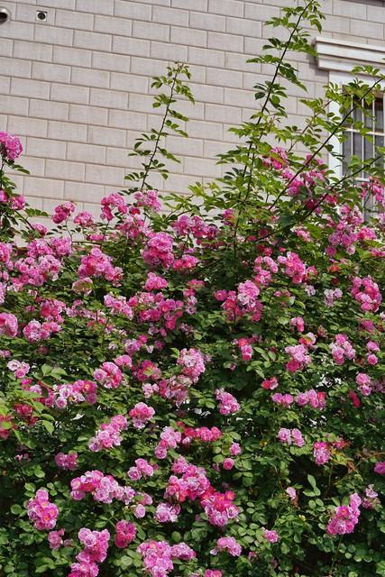 芳香碧丛吟韵里，天真雅意寄鸿踪（9首蔷薇古诗词）