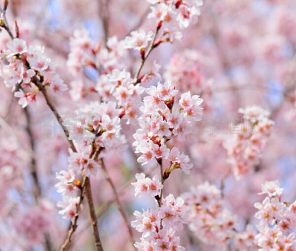 青山绿水，桃花烂漫（20首春天古诗句）