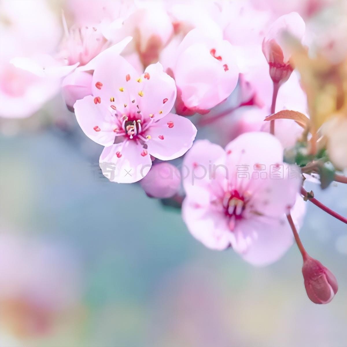 赏花木竞芳菲，见桃花与柳芜（100首描写春天的古诗）