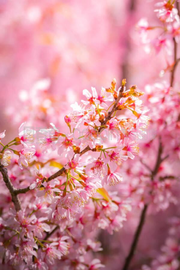 赏花木竞芳菲，见桃花与柳芜（100首描写春天的古诗）