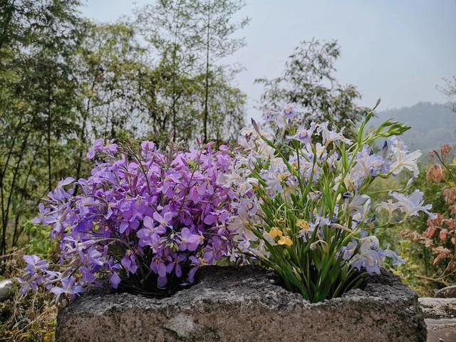 赏花木竞芳菲，见桃花与柳芜（100首描写春天的古诗）