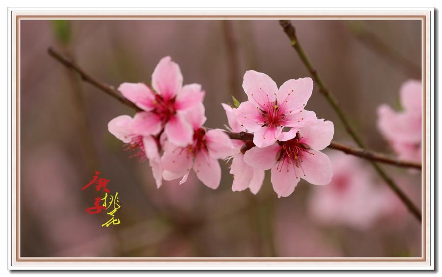 赏花木竞芳菲，见桃花与柳芜（100首描写春天的古诗）