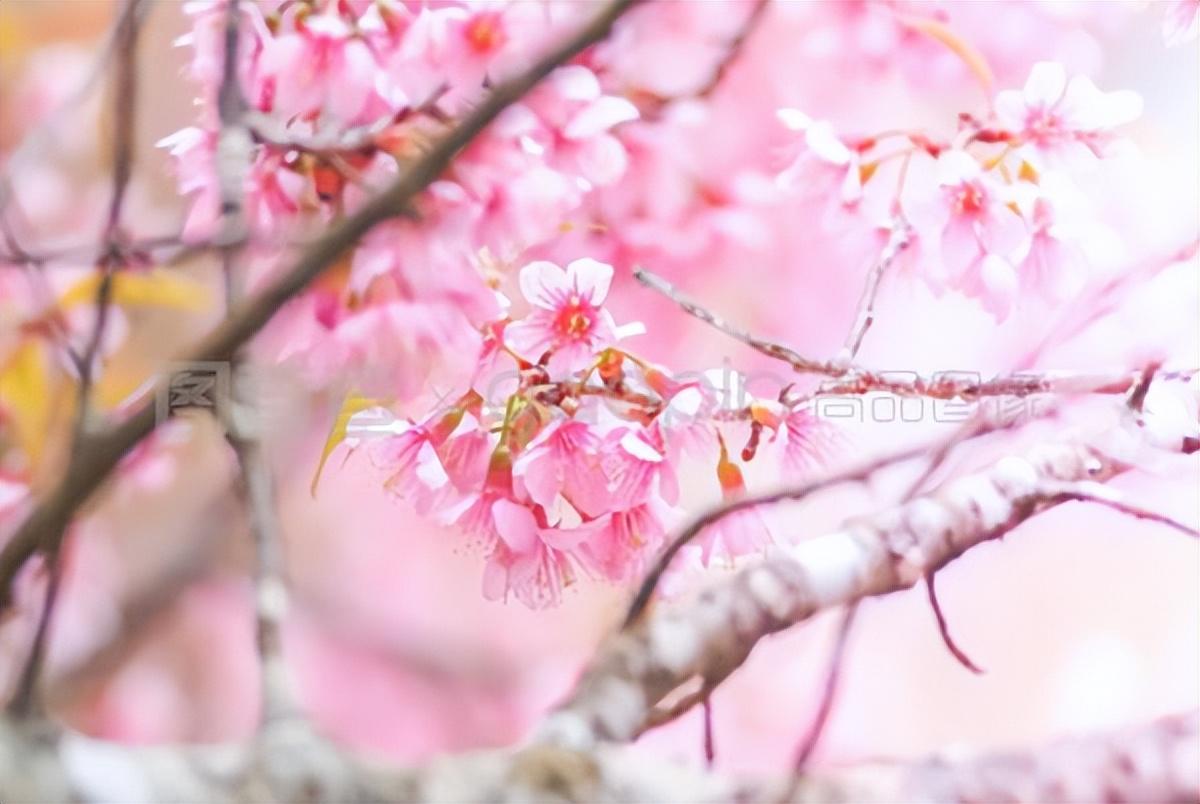 赏花木竞芳菲，见桃花与柳芜（100首描写春天的古诗）