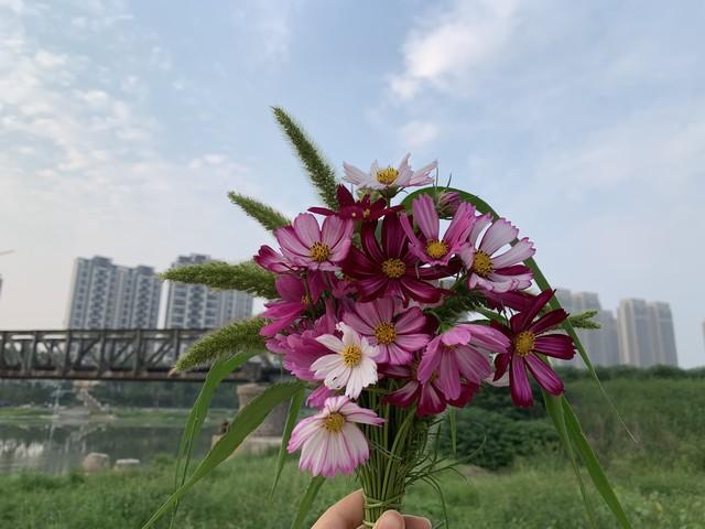 赏花木竞芳菲，见桃花与柳芜（100首描写春天的古诗）