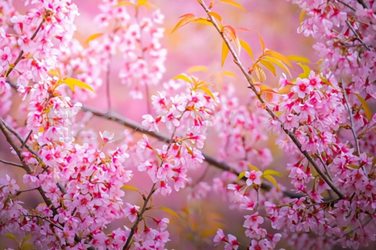 赏花木竞芳菲，见桃花与柳芜（100首描写春天的古诗）