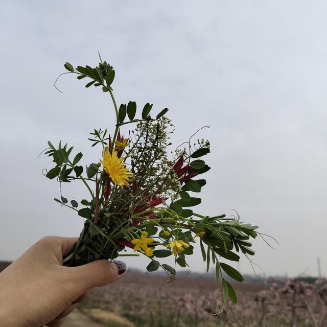 赏花木竞芳菲，见桃花与柳芜（100首描写春天的古诗）