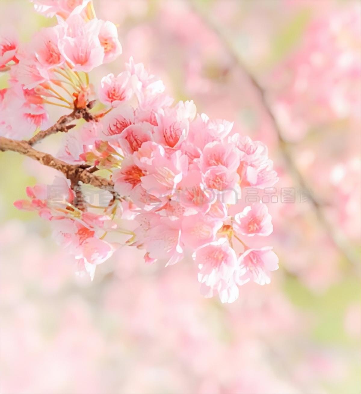 赏花木竞芳菲，见桃花与柳芜（100首描写春天的古诗）