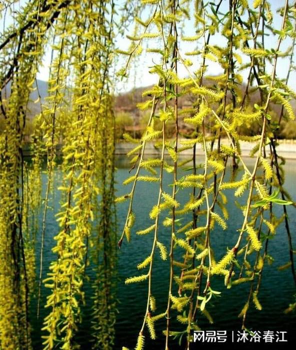 柳花芬芳叶青青，春色撩人杨柳下（16首柳絮诗词名句）