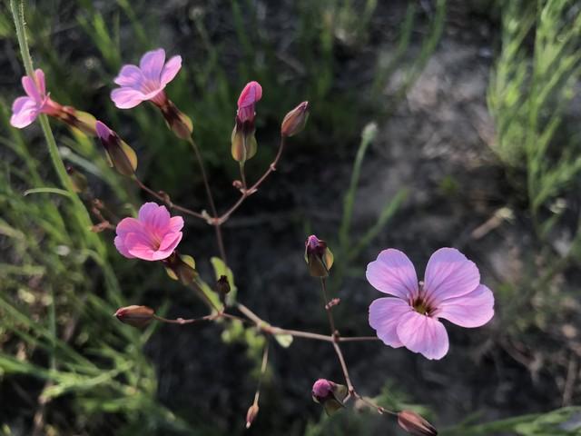 桃花映绿槐。柳絮飞画楼（十首四月经典古诗）