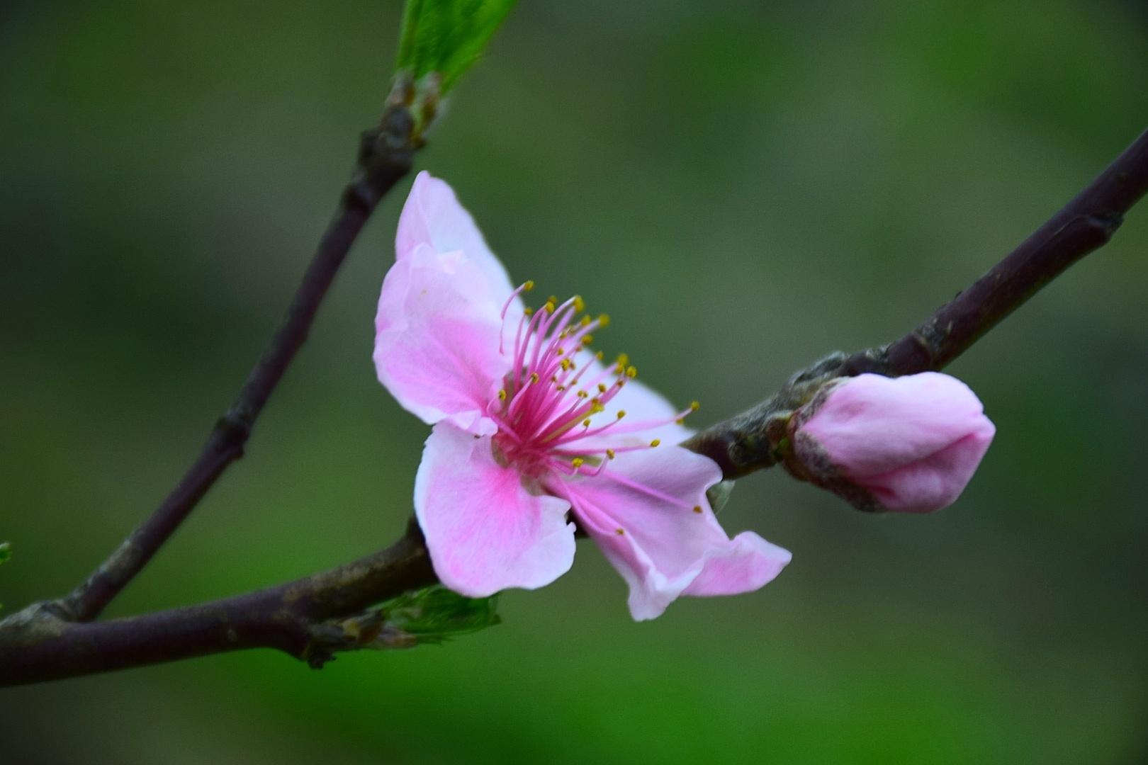 春色浓还淡，山川秀且妍（10首三月经典古诗）