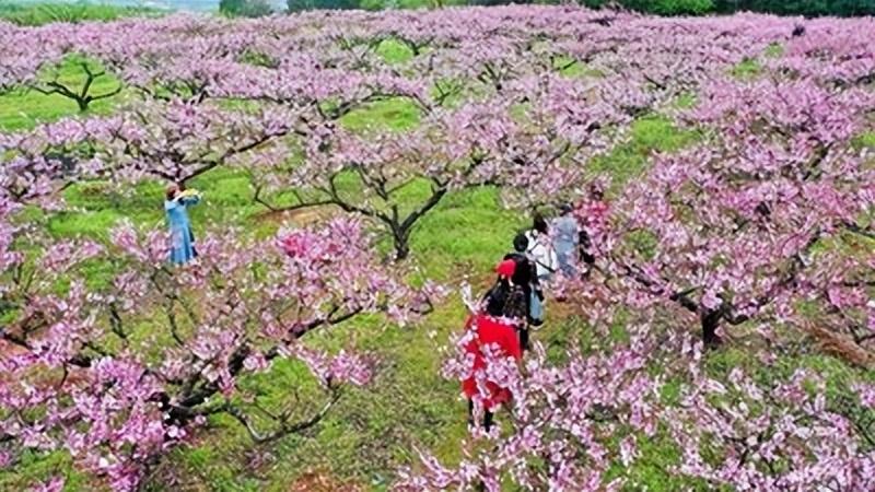 万家日初红，喜种丰年兆（30首惊蛰古诗）