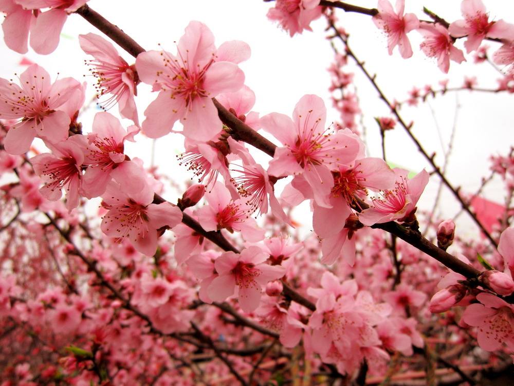 万家日初红，喜种丰年兆（30首惊蛰古诗）