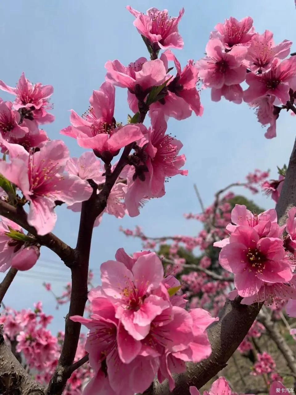 万家日初红，喜种丰年兆（30首惊蛰古诗）