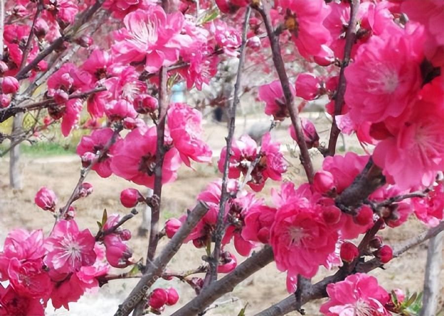 万家日初红，喜种丰年兆（30首惊蛰古诗）