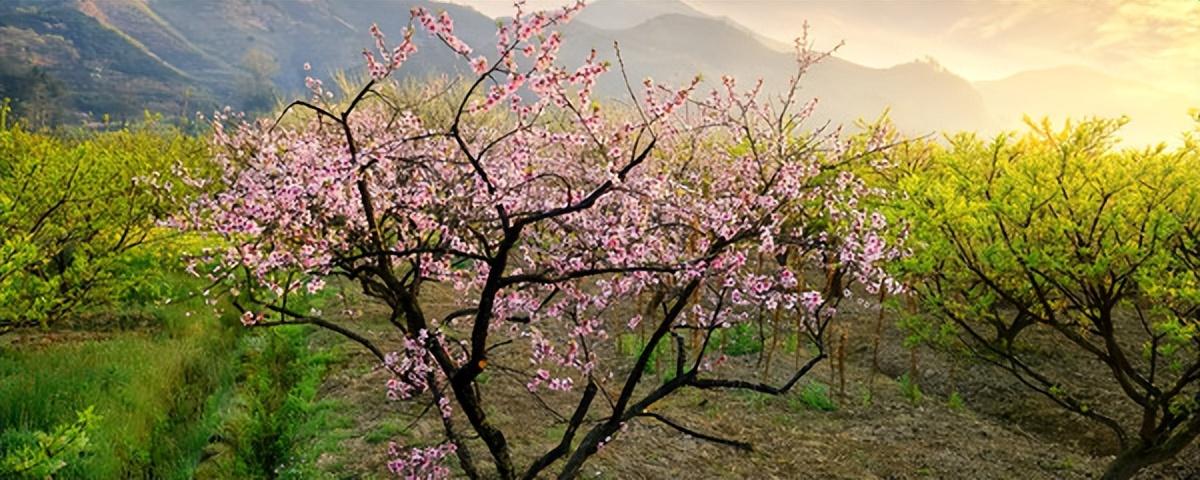 万家日初红，喜种丰年兆（30首惊蛰古诗）